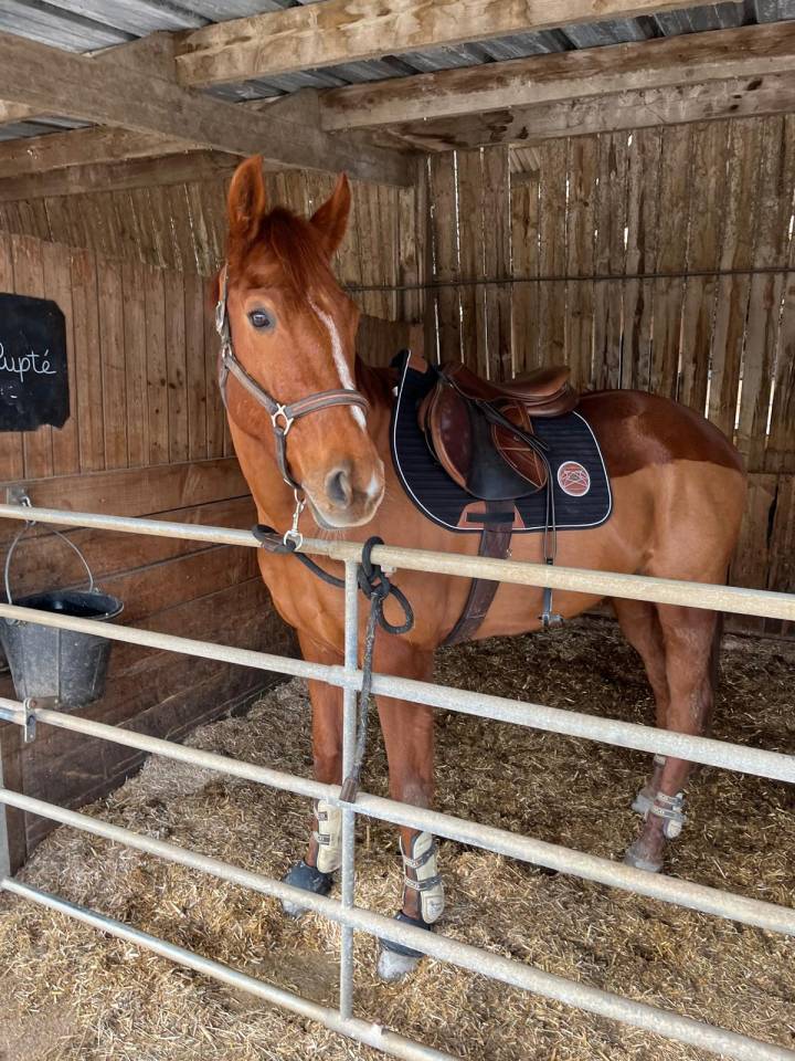 Jument pur sang 5 ans