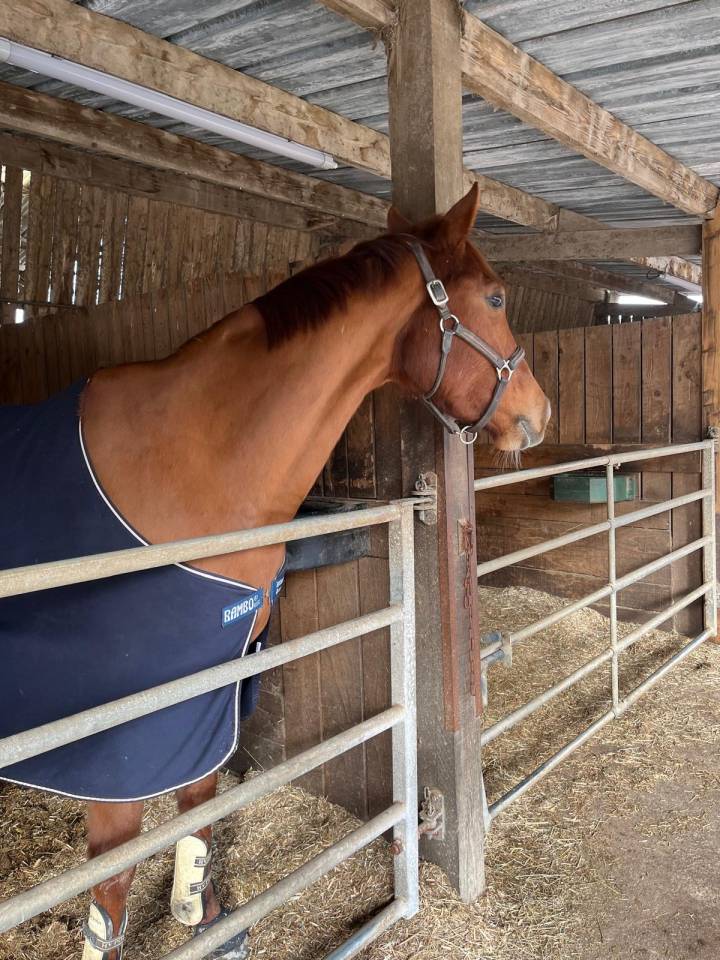 Jument pur sang 5 ans