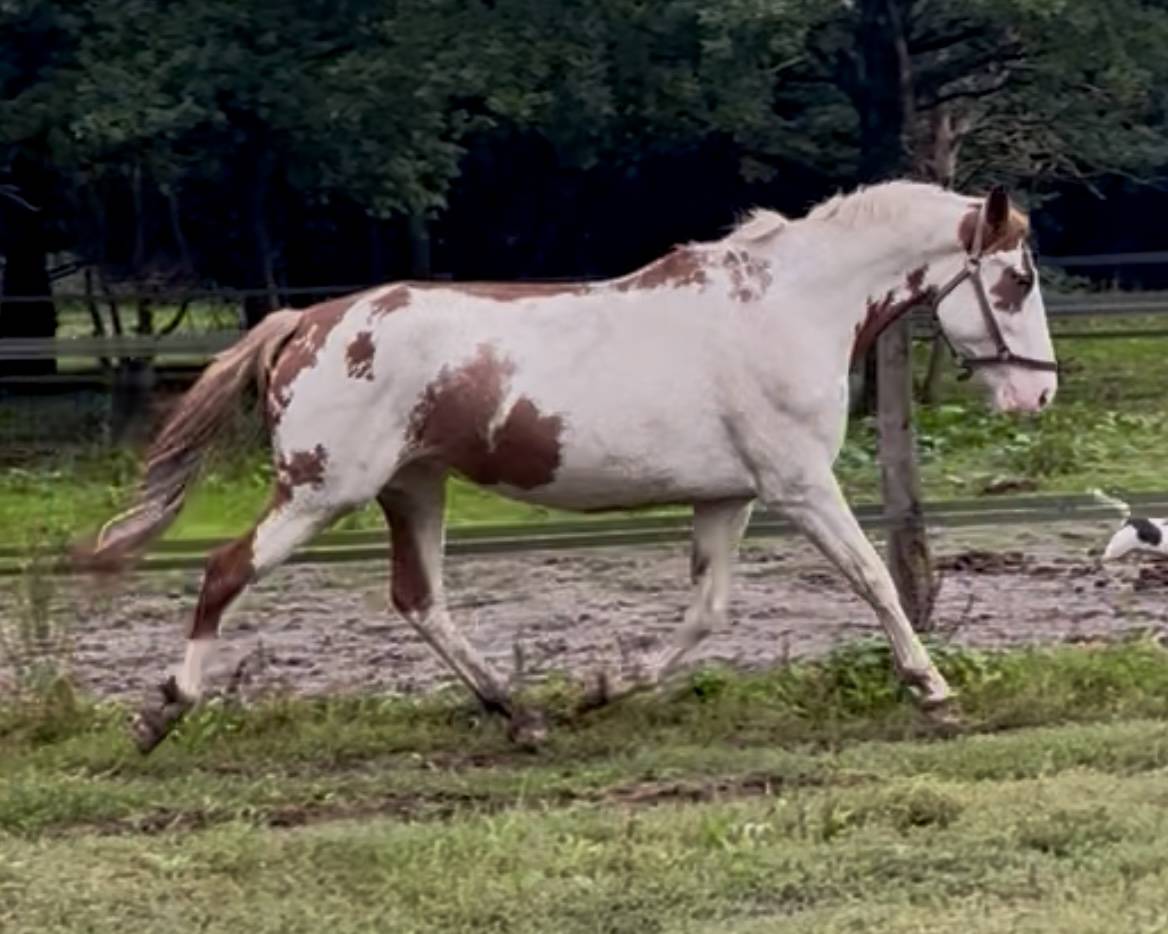 Jument loisir ou club