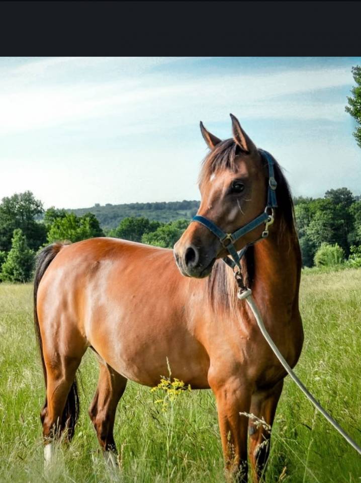 Recherche co-pensionnaire 