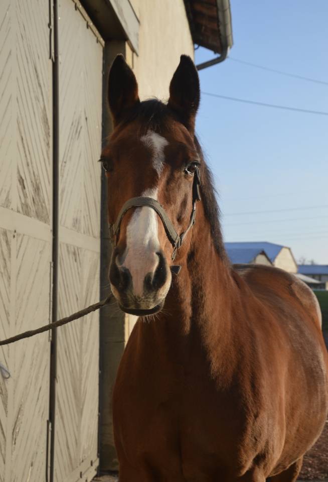 Jument Selle Fran&ccedil;ais 