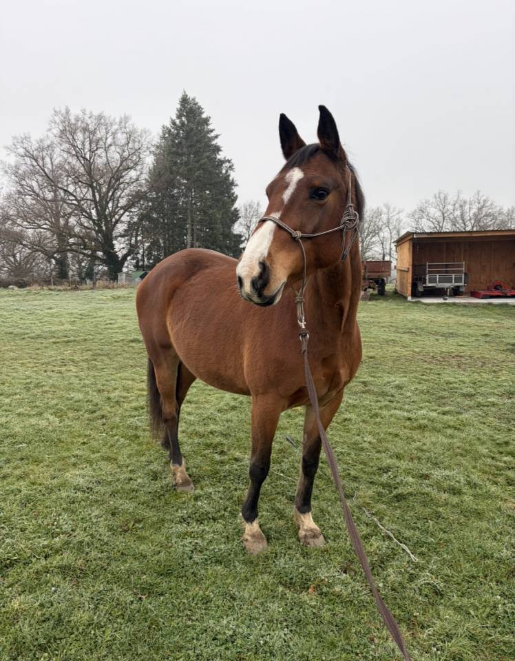Jument Selle Fran&ccedil;ais 