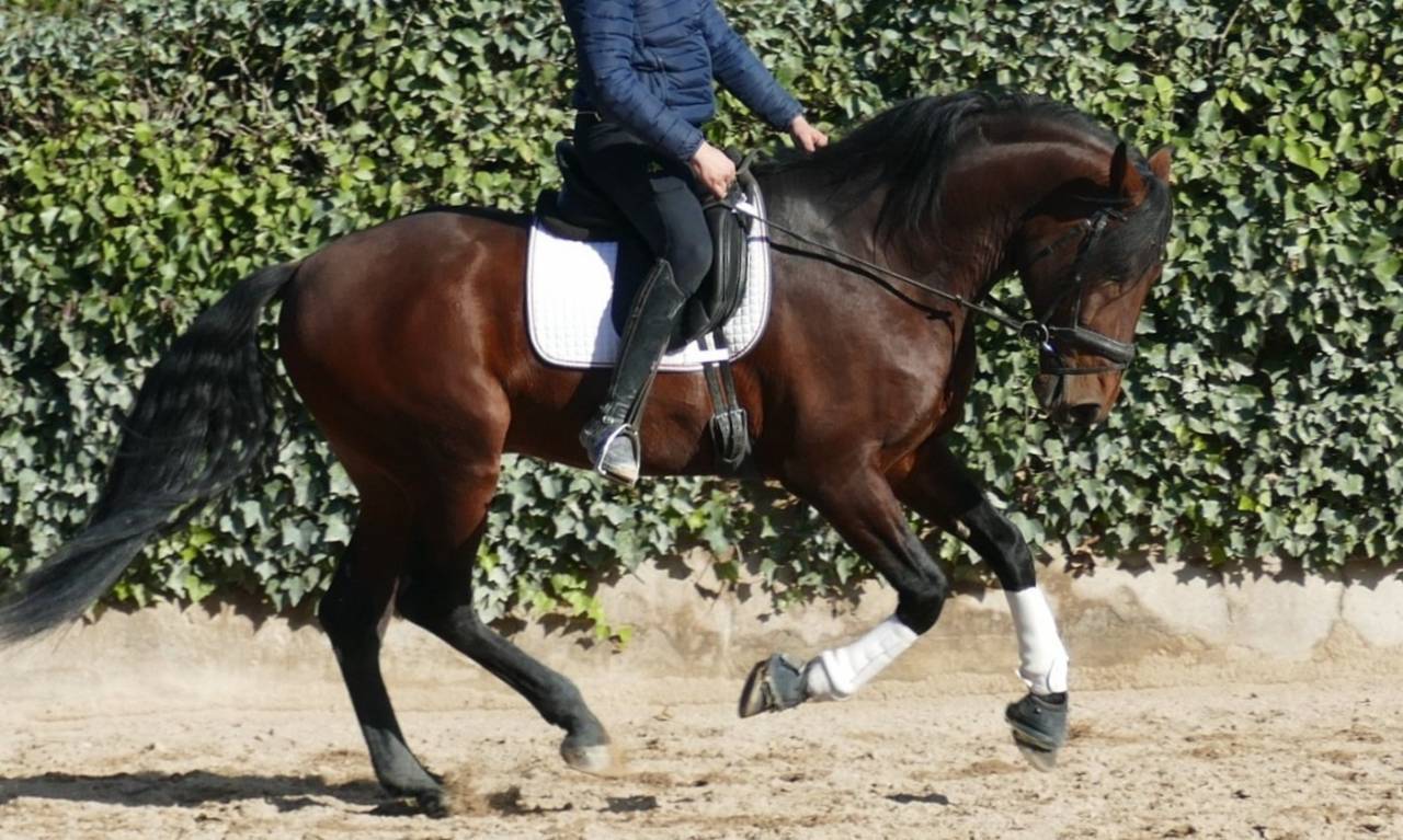 PRE grande taille-Dressage