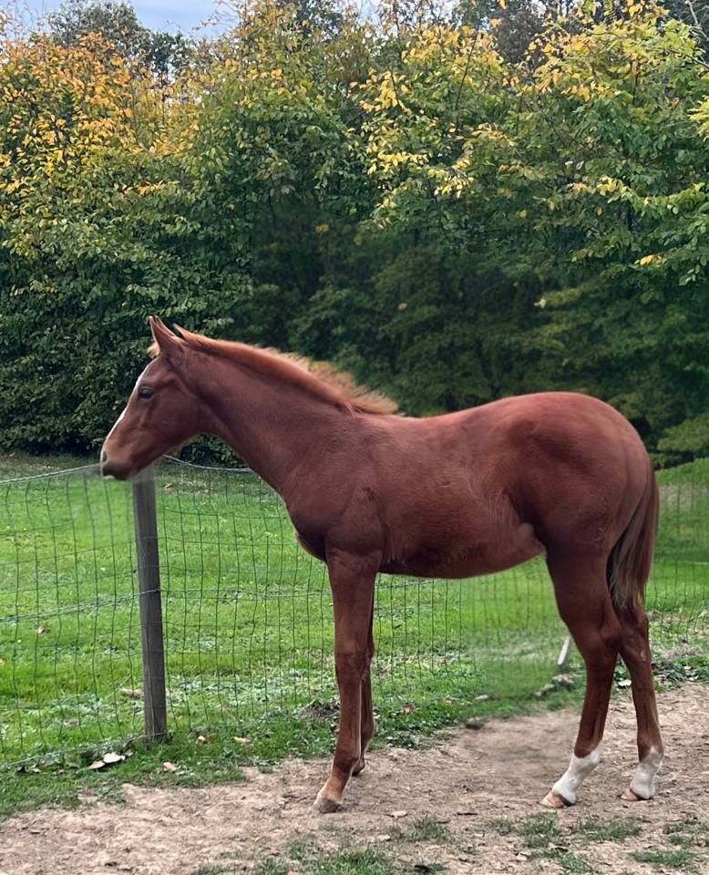 Poulain selle fran&ccedil;ais 