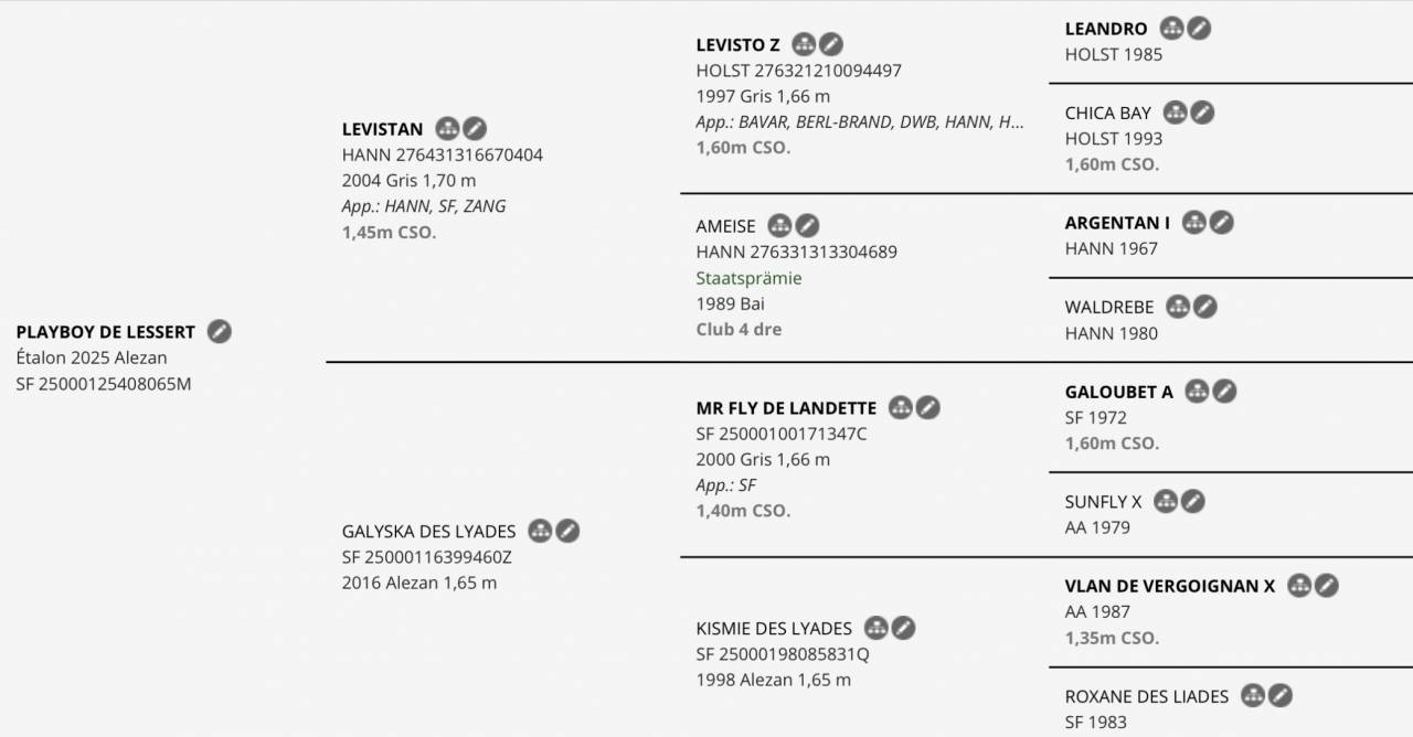 Poulain selle fran&ccedil;ais 