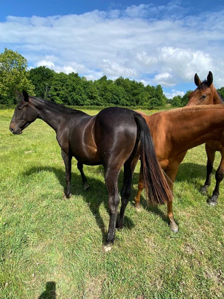 Native Princess Mour 