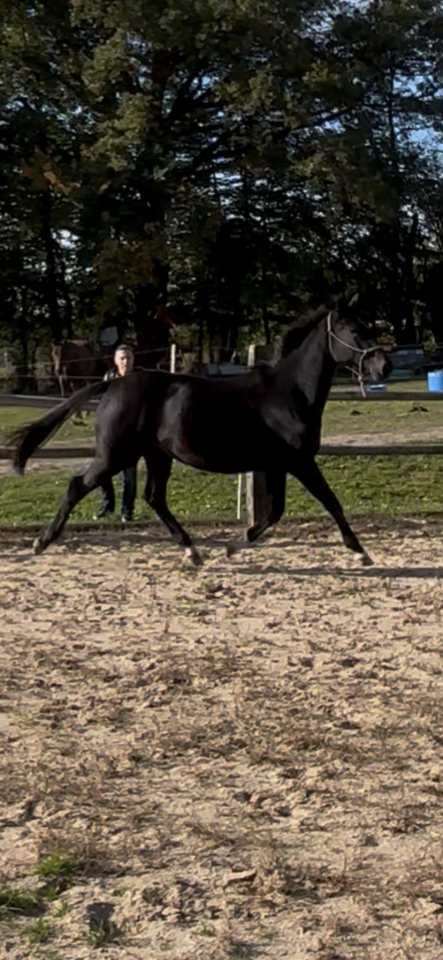 Native Princess Mour 