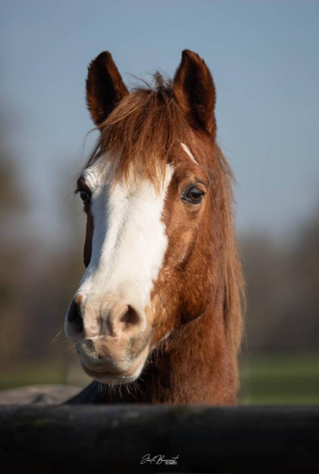 Poney de loisir &agrave; vendre