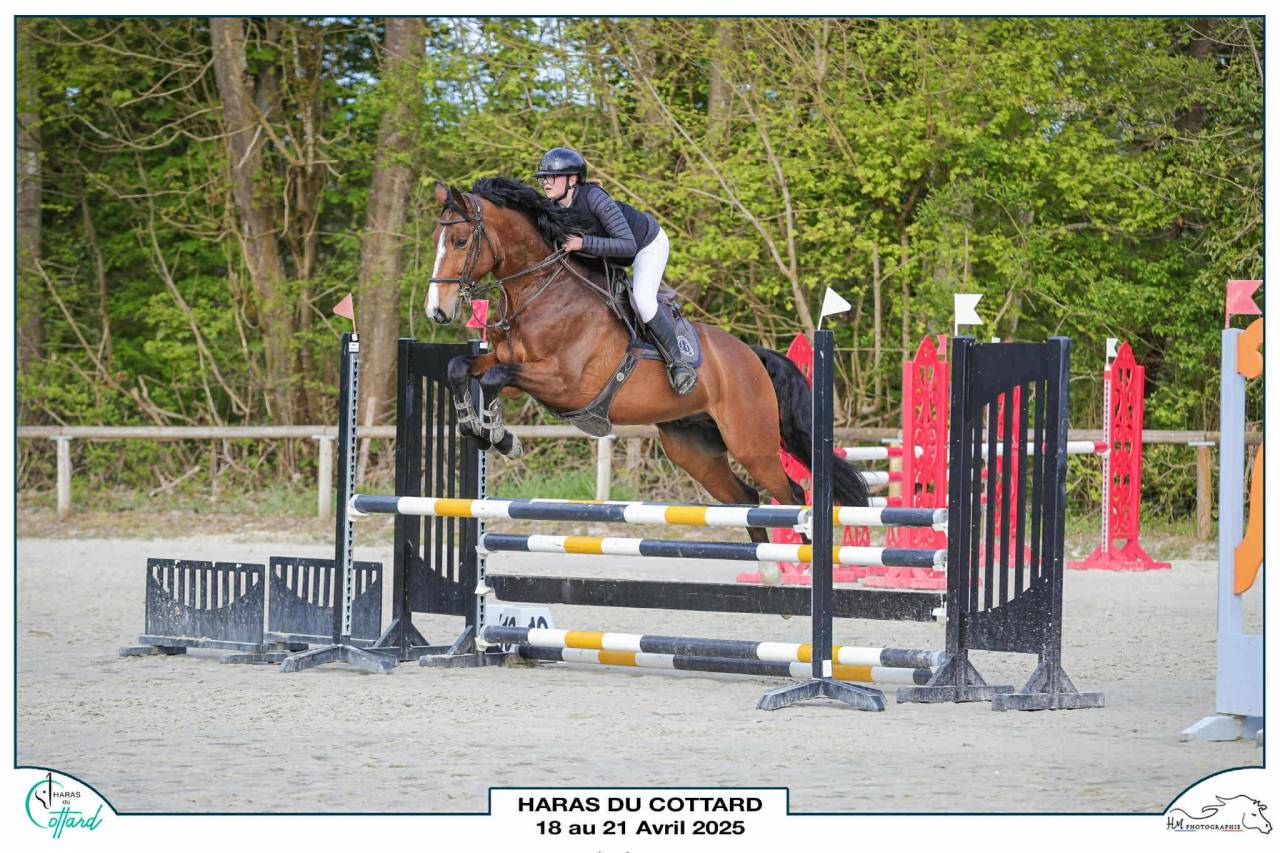 &Agrave; vendre Beau hongre de 6 ans par Canturo 