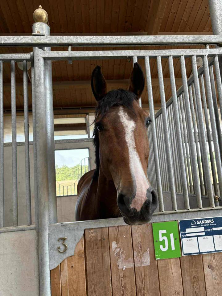 &Agrave; vendre Beau hongre de 6 ans par Canturo 