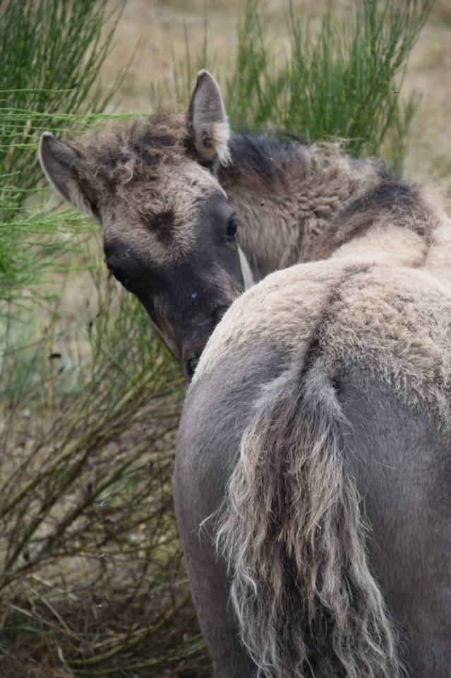 Pl&eacute;iade pouliche 75% shetland