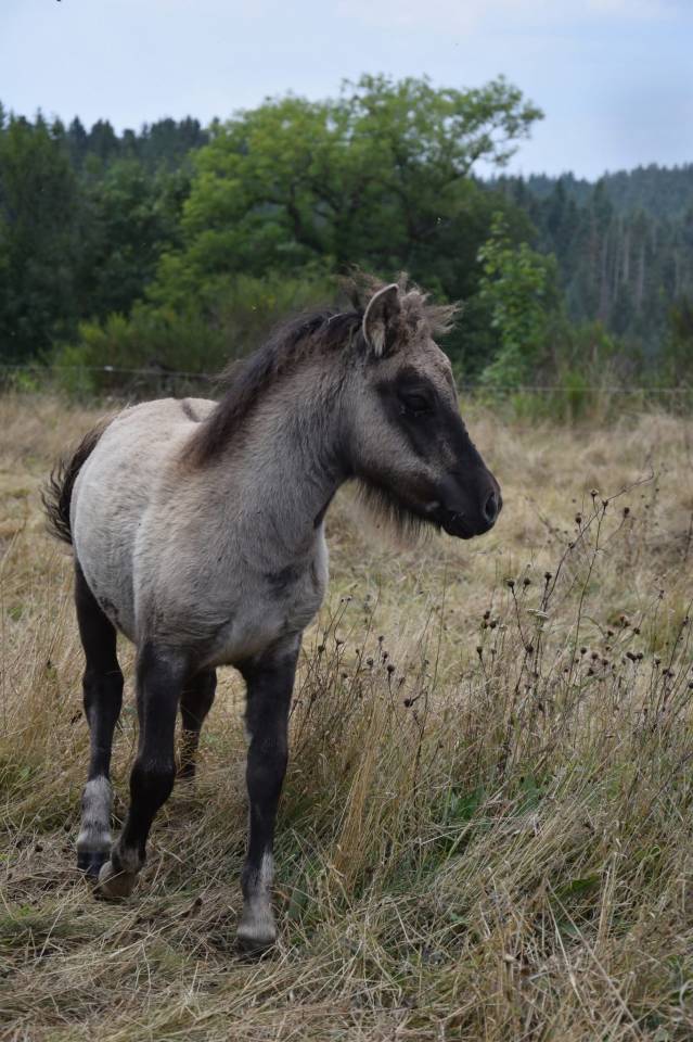 Pl&eacute;iade pouliche 75% shetland