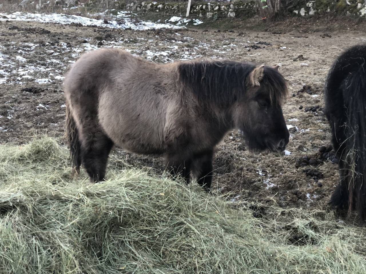 Pl&eacute;iade pouliche 75% shetland