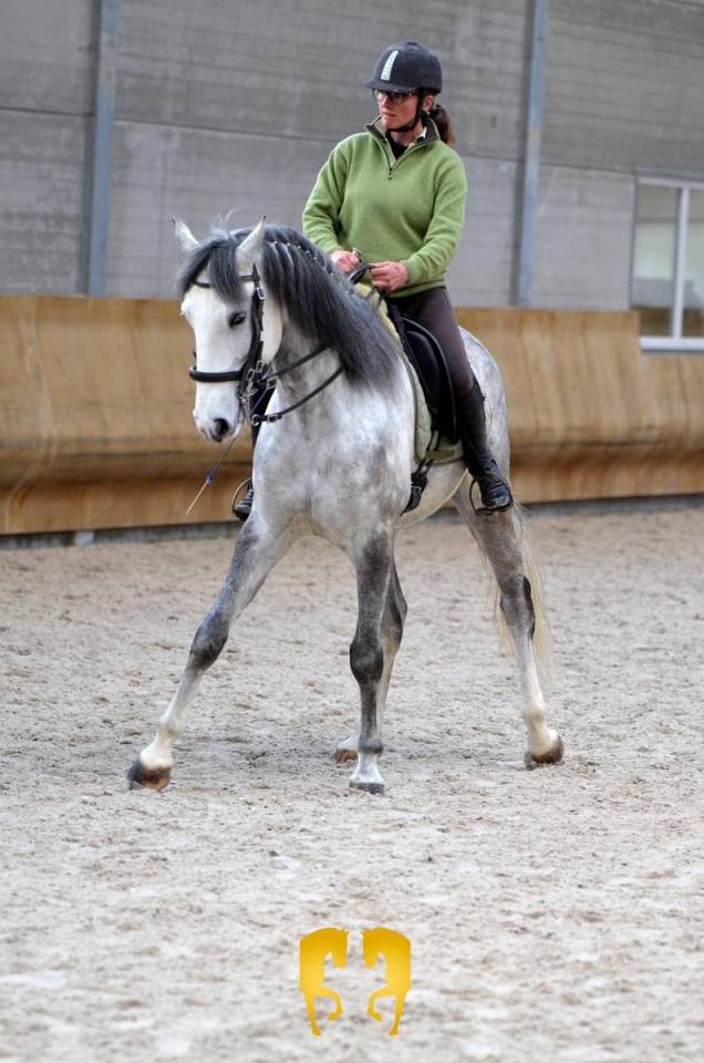 Lusitanien hongre  de 8 ans pp