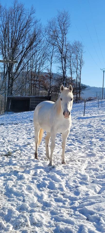 Jument Pur Sang Arabe