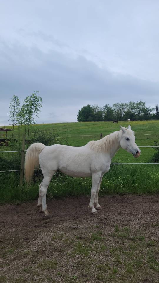 Jument Pur Sang Arabe