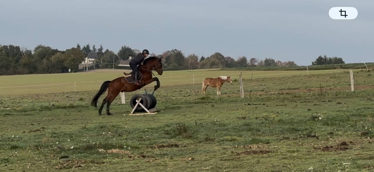 Poney de Sport Etalon