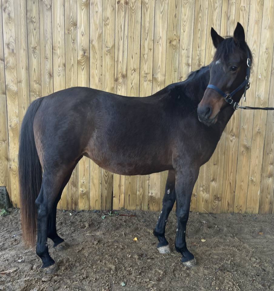 Poulini&egrave;re KWPN Pleine