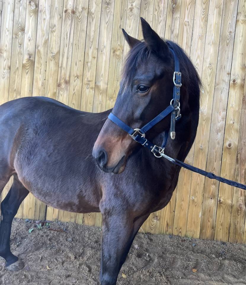 Poulini&egrave;re KWPN Pleine