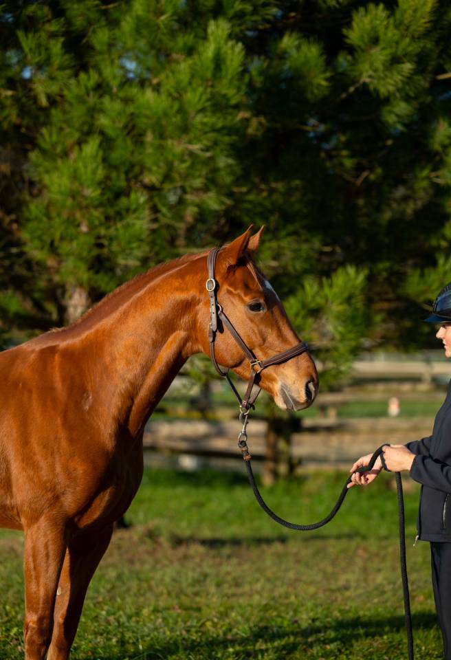 Hongre &agrave; vendre
