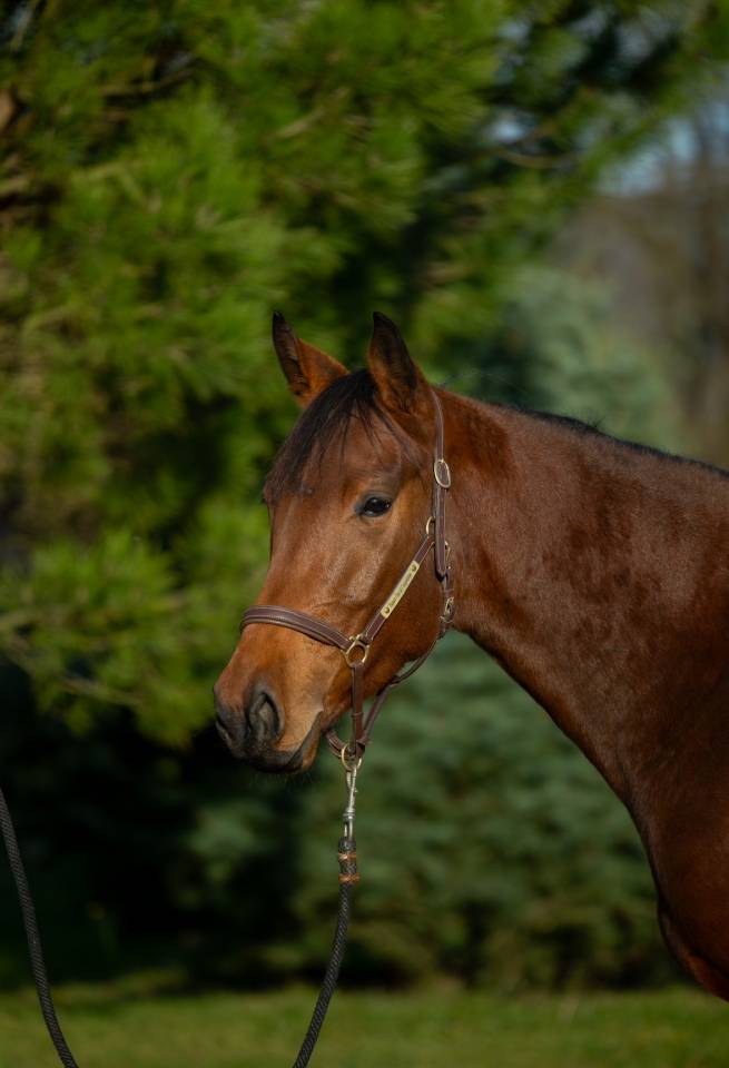 Jument &agrave; vendre