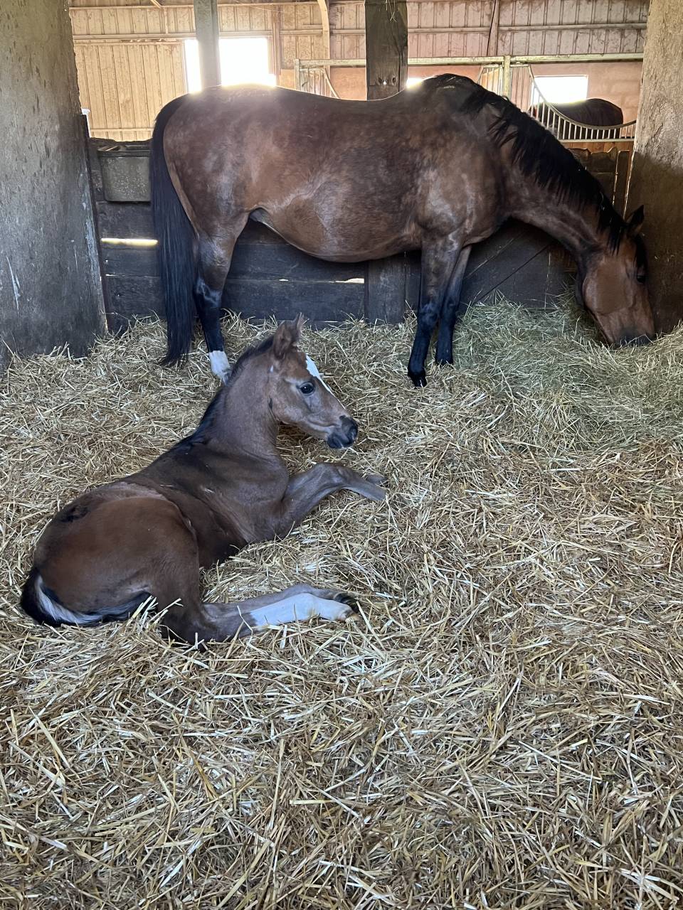 Poulini&egrave;re 2007 SFO pleine