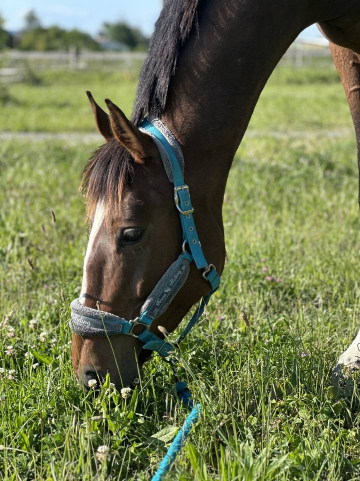 Domaine &Eacute;questre des Pentes