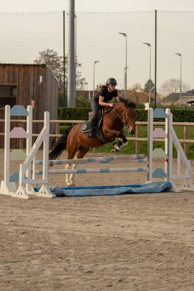 &Agrave; vendre &ndash; Jument pie bai 6 ans