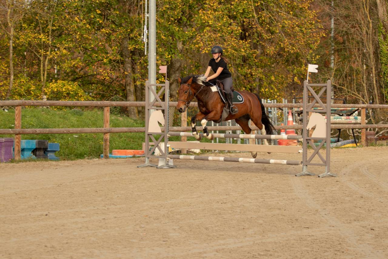 &Agrave; vendre &ndash; Jument pie bai 6 ans