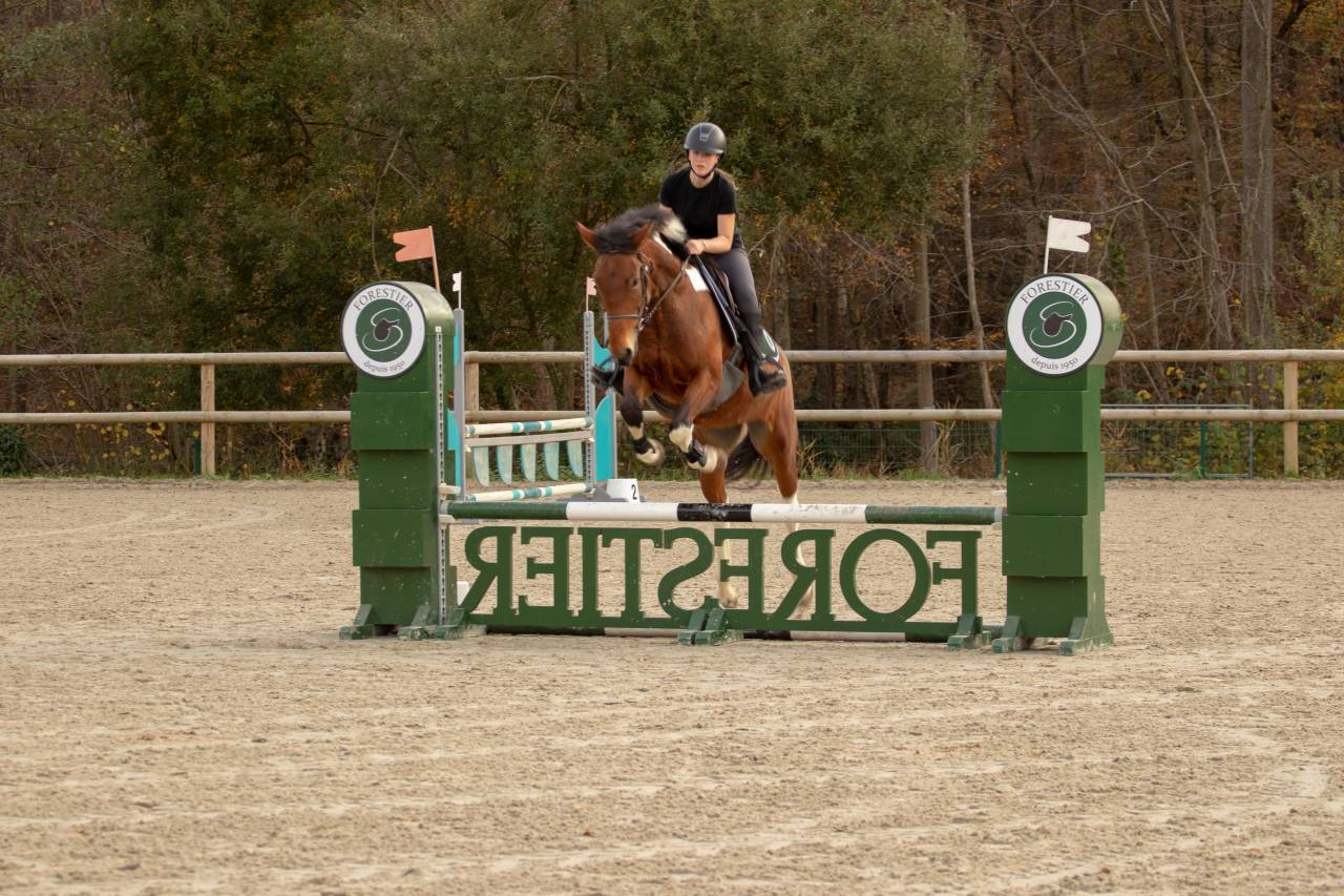 &Agrave; vendre &ndash; Jument pie bai 6 ans