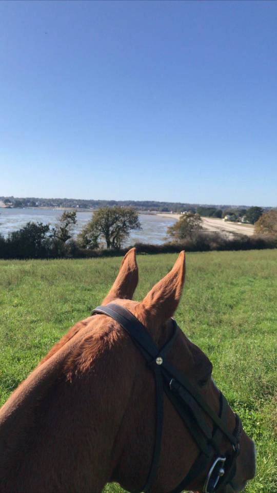 Palefrenier ind&eacute;pendant 