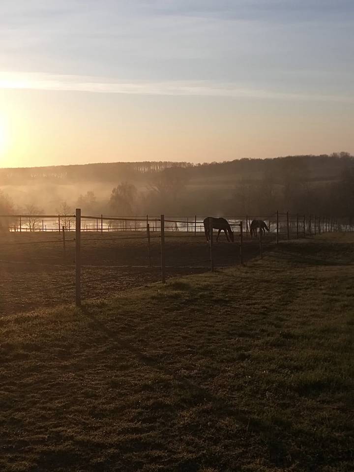 Pension chevaux - Ecurie La Bergerie - 03220 Thionne 