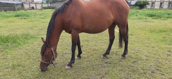 poulini&egrave;re PRE Apto