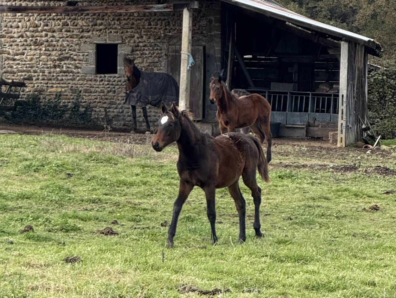 Poulain male - selle fran&ccedil;ais - bai