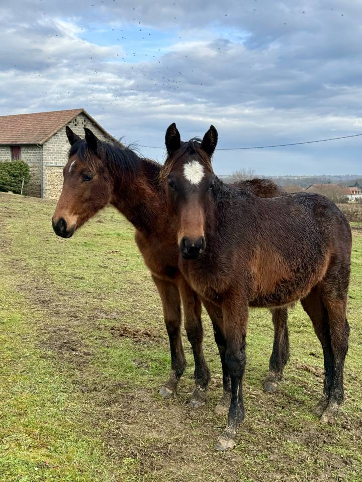 Poulain male - selle fran&ccedil;ais - bai
