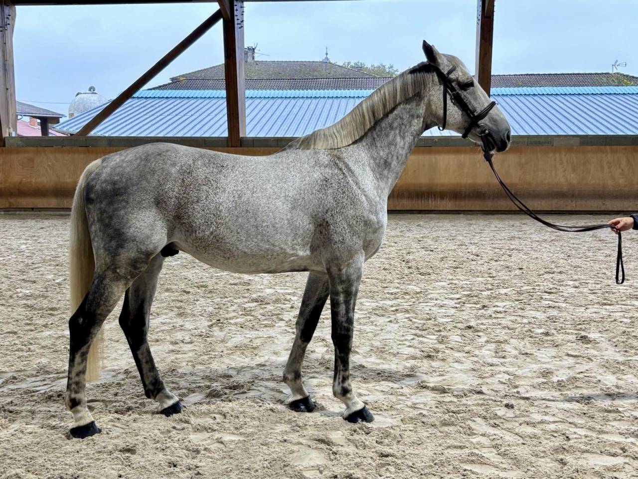 Superbe hongre gris de 11ans  -SF - CSO / LOISIR 