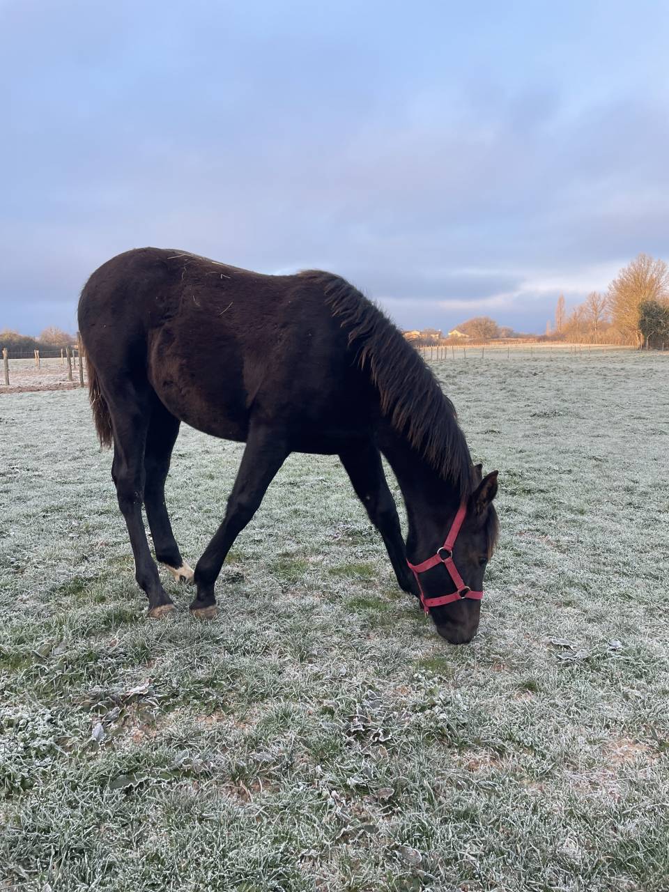 pouliche  PP demi sang arabe