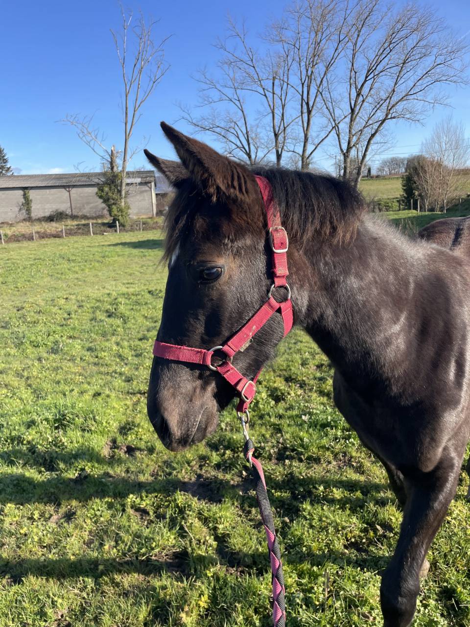 pouliche  PP demi sang arabe