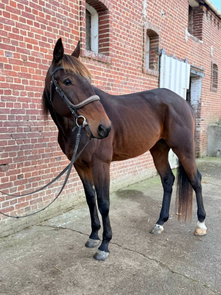 Magnifique Trotteur de 6 ans