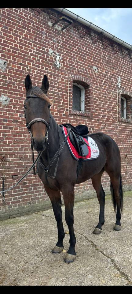 Superbe Trotteur Hongre de 6 ans