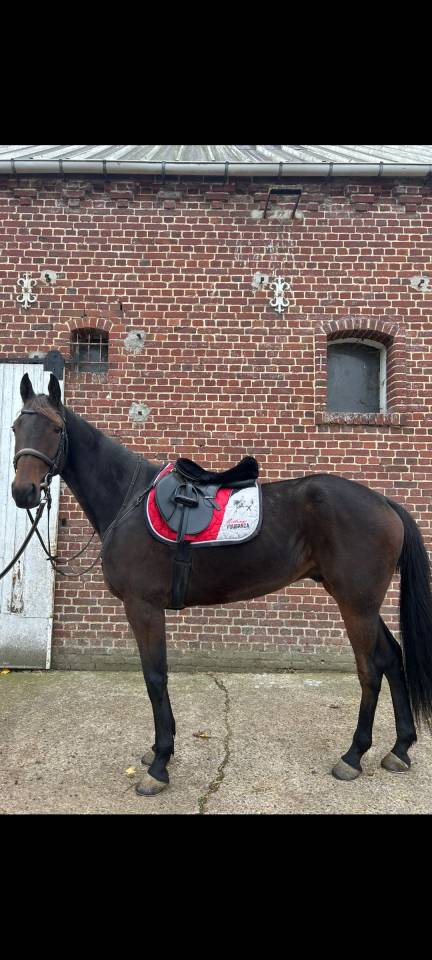 Superbe Trotteur Hongre de 6 ans