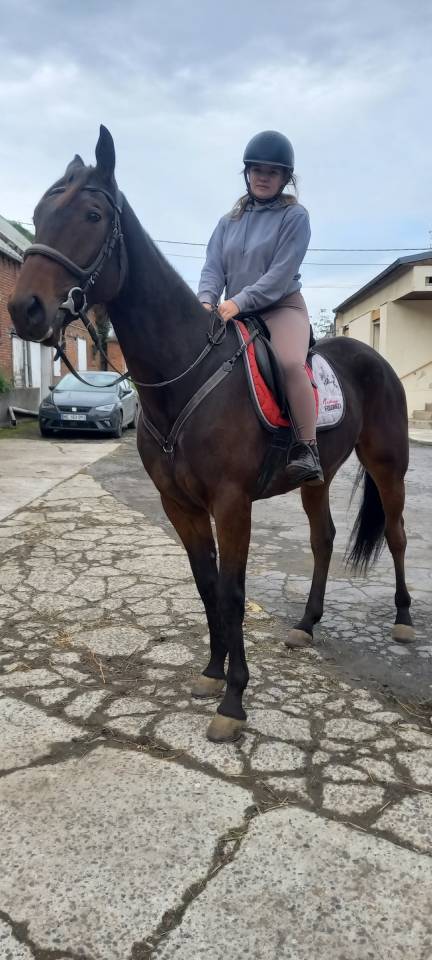 Superbe Trotteur Hongre de 6 ans