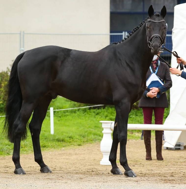 Pouliche - selle fran&ccedil;ais - bai