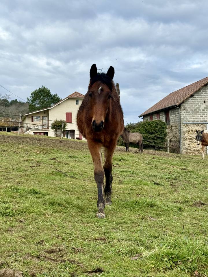 Pouliche - selle fran&ccedil;ais - bai