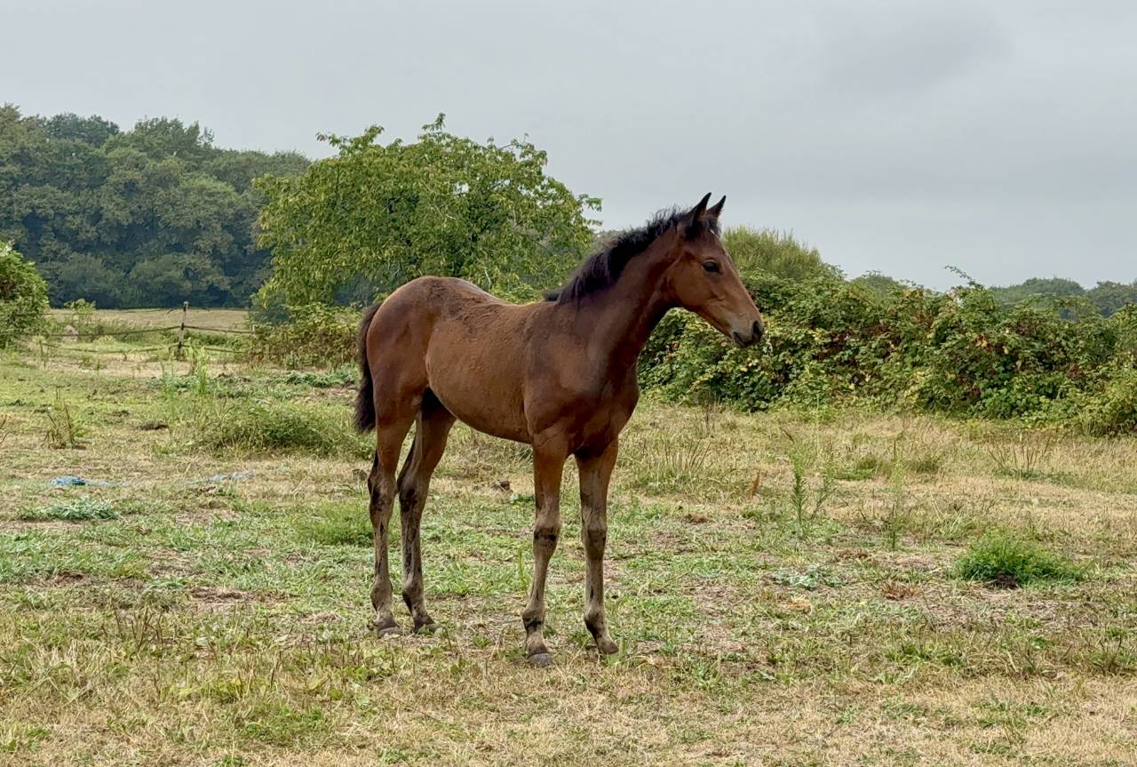 Pouliche - selle fran&ccedil;ais - bai