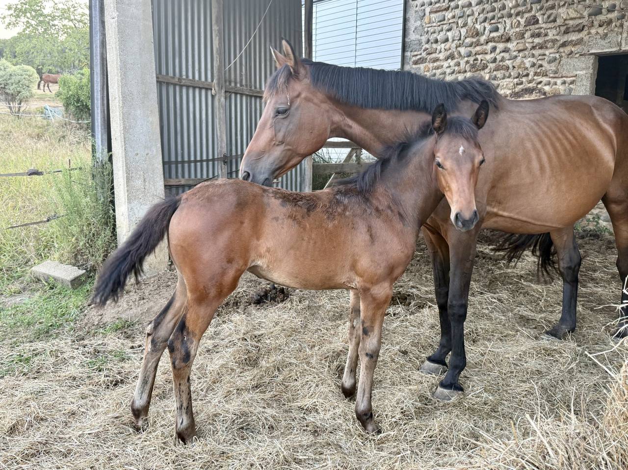 Pouliche - selle fran&ccedil;ais - bai