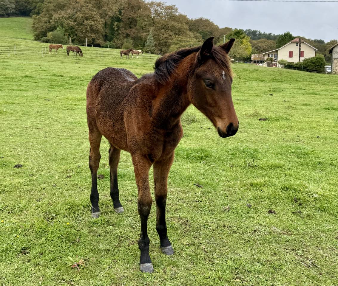 Pouliche - selle fran&ccedil;ais - bai