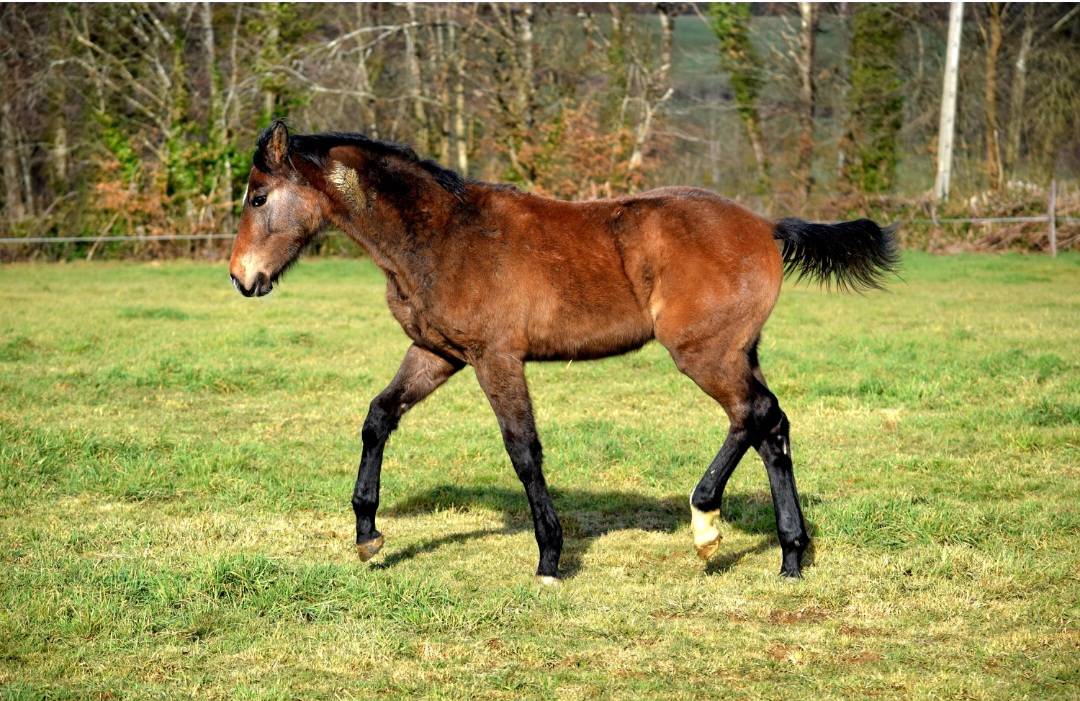 Tr&egrave;s bon poulain m&acirc;le !