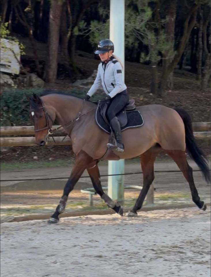 Jolie jument n&eacute;e en 2000 par Romanov