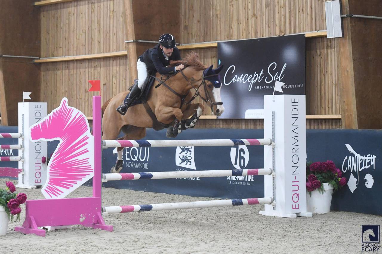 Hongre SF de 9 ans pour AM &eacute;lite